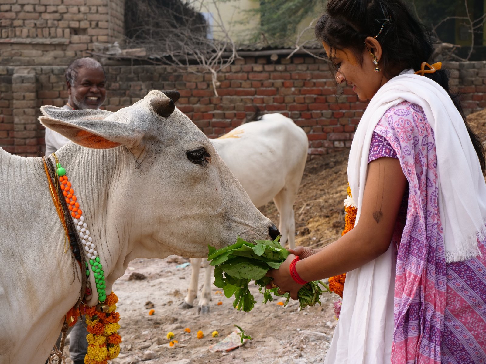  122 Gopashtami Radha kunda Govardhan 19.11.04